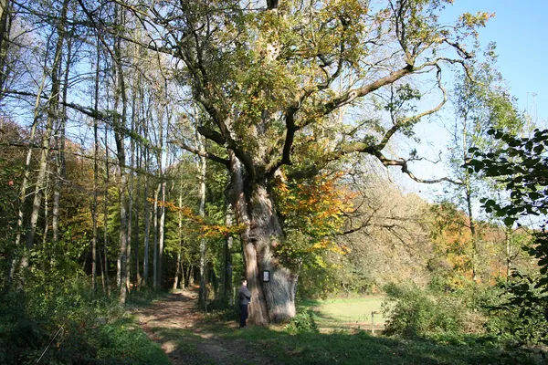 Barvaux-en-Condroz (Belgium), the "Chêne au Gibet" Quercus robur - Monumental tree which was about 400 years old and whose circumference…