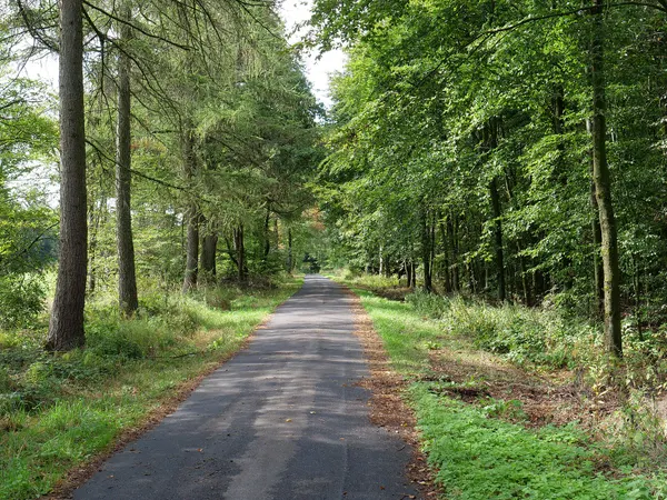 Waldweg im Osthertogenwald im Hohen Venn.