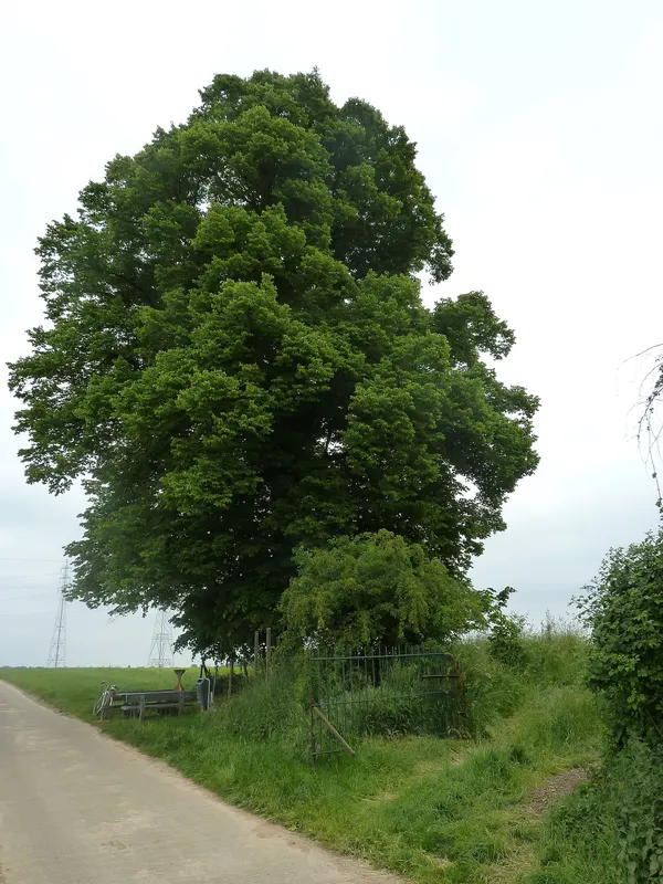 Kwartjesboom, Val-Meer, Riemst, België