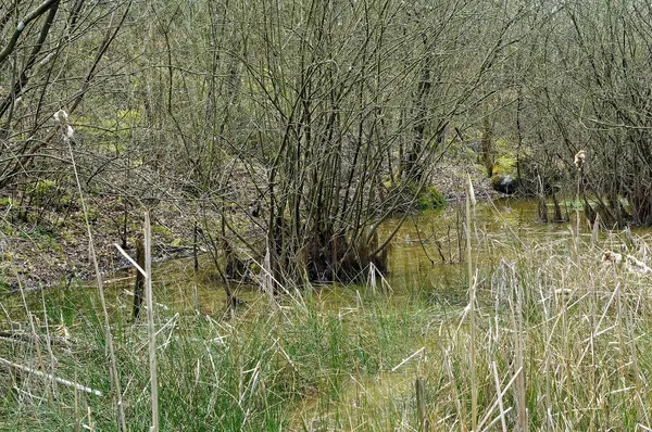 View of the moorland in the sand quarry of Larbois in Géromont (Comblain-au-Pont). This natural site is protected by Wallonia.
