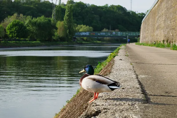 Duck along the Sambre river in Namur, Belgium