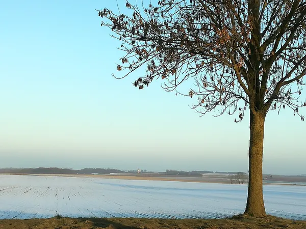 Winter landscape.