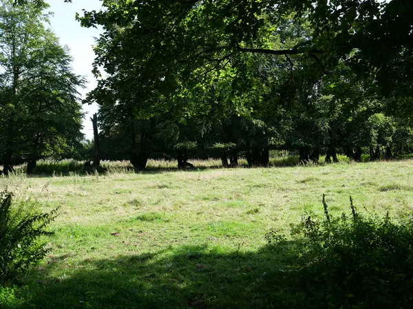 Schennskul Wald im Hohen Venn.