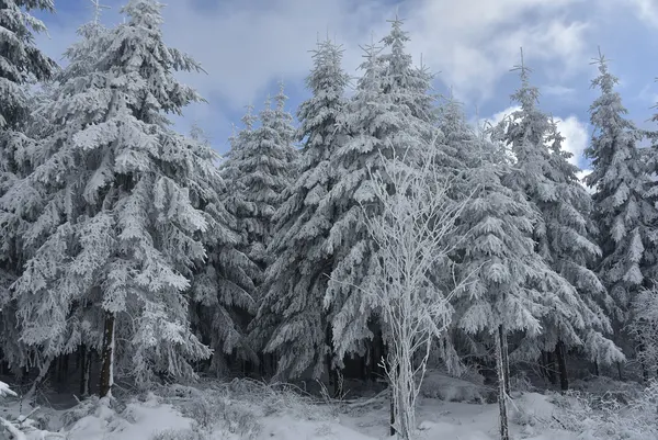 Vue des Hautes Fagnes sous la neige.