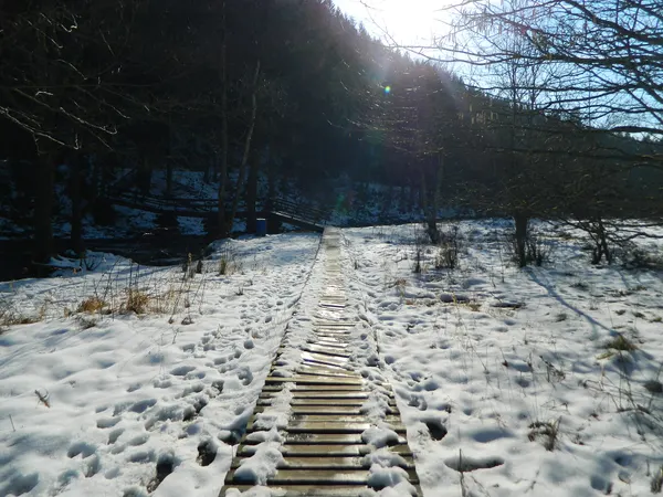 A snowy boardwalk through a frozen marsh near Ligneuville, Belgium.