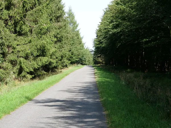 Schennskul Wald im Hohen Venn.
