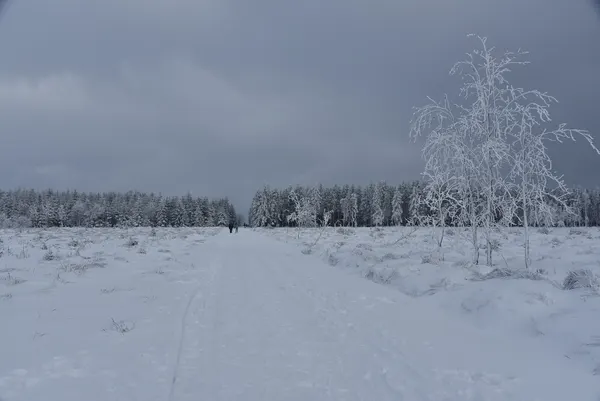Vue des Hautes Fagnes sous la neige.
