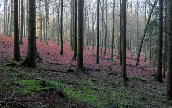 Bois Communal de la Hoëgne (DSCF