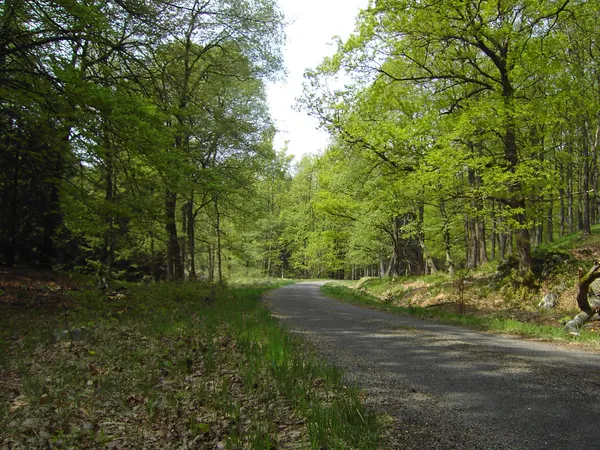 Forstweg im Tal der Soor