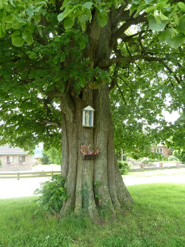 Spijkerlinde van Floxhes, Les Floxhes, Anthisnes, België
