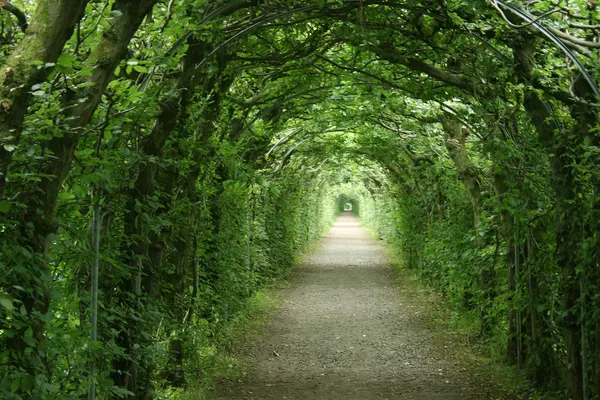 Charmille du Haut-Marais