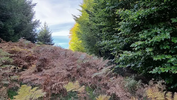 Borne frontière (Belgique-Luxembourg) n° LB091