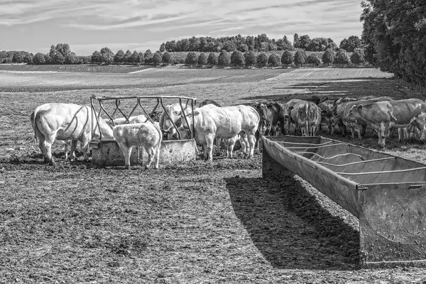 Cattle eating time.