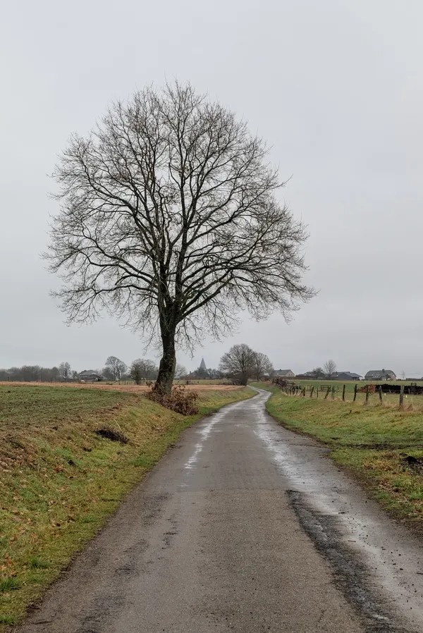 Bare tree on the side of a rural road in Bertrix, Belgium
