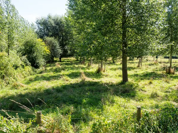 Play of light and shadow in a lone pasture.