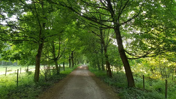 bomenlaan Kattenroth, Schophem, België
