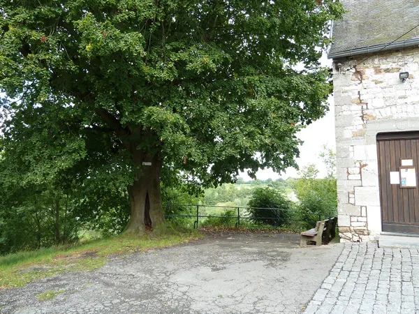 In the back the Valley of a river and in front the nailtree of Le Fief next to the church, Olne, Belgium