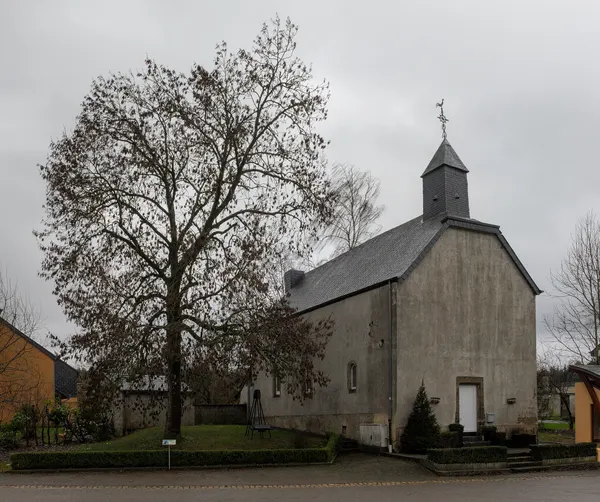 Fraxinus Excelsior: legacy tree next to Chapelle Saint Pierre in Thiaumont (Attert, Belgium)