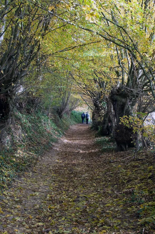 Composition with a pair of walkers at the end of the path. Trees along the path describe a channel