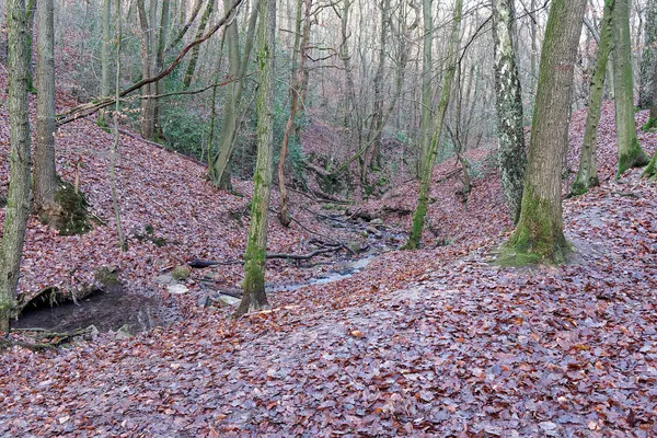Stream Blanc-Gravier in Sart-Tilman - downstream