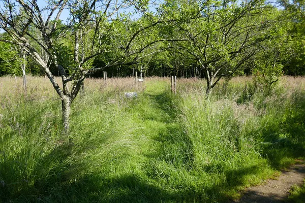 Path with trees in the arboretum of Frassem, near Arlon in Wallonia