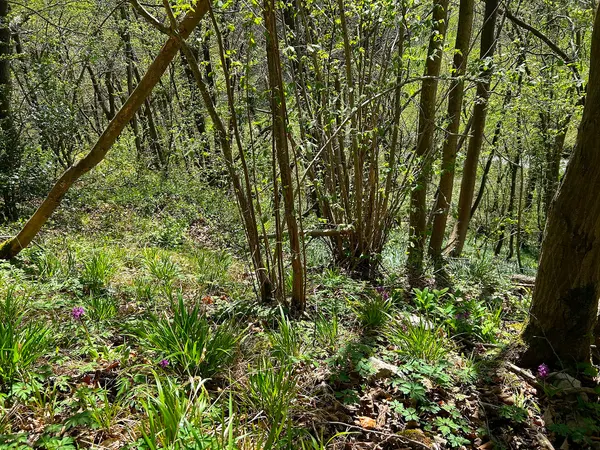Een hellingbos van de associatie Orchido-Carpinetum