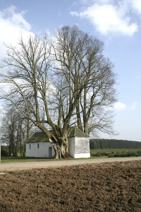Large-leaved Lime (Tilia platyphyllos)