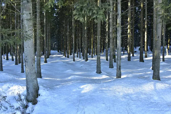 Vue des Hautes Fagnes sous la neige.