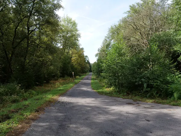 Waldweg im Osthertogenwald im Hohen Venn.