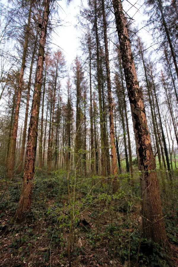 Spruce trees (Picea abies) attacked by Ips typogaphus