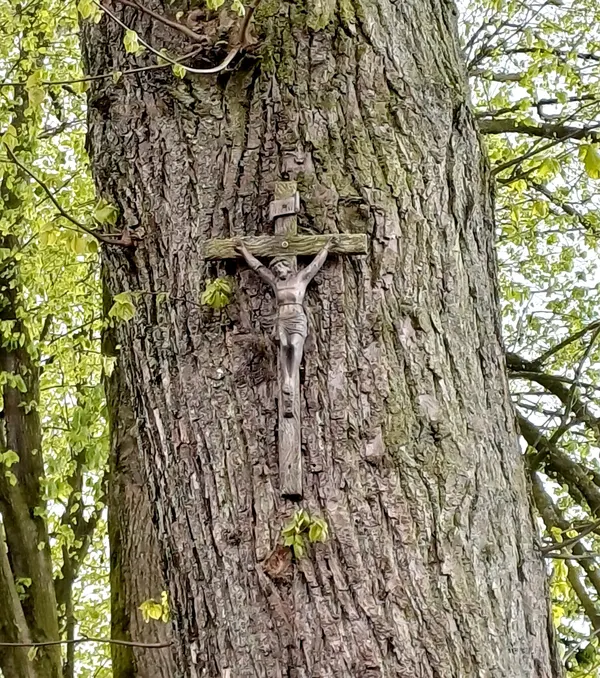 Ehemaliges Sargdeckelkreuz von Hermann Hoven, aufgehängt an einem Baum vor der Rochuskapelle in Hauset