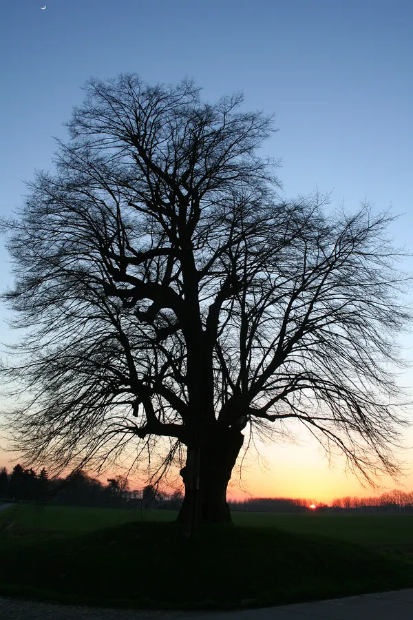 Small-leaved Lime (Tilia cordata).
