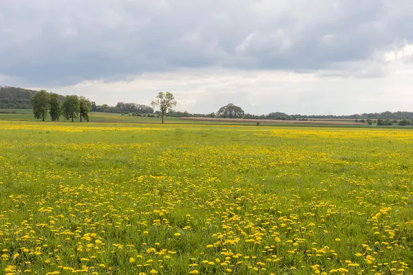 Menhir Danthine derrière une prairie fleuries de pissenlits