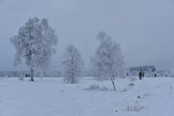 Vue des Hautes Fagnes sous la neige.