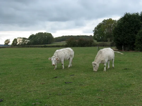 Cows...
