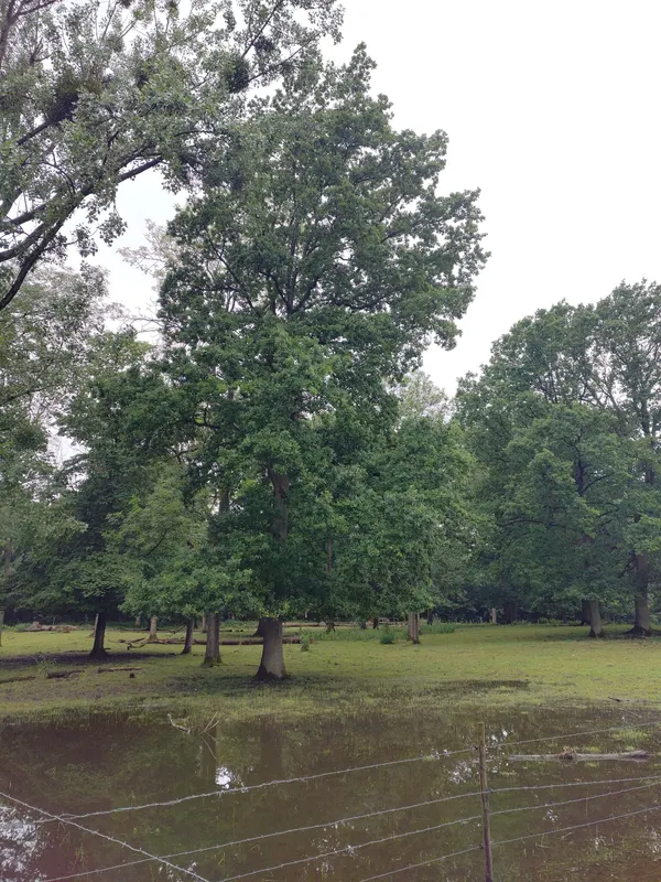 Prairie humide pâturée, régulièrement inondée par temps pluvieux. Près de Namur, Belgique.