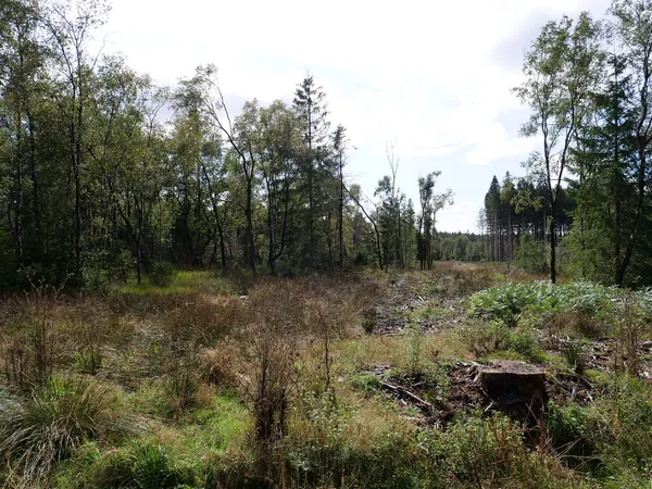 Osthertogenwald im Hohen Venn in Wallonien im September 2019.