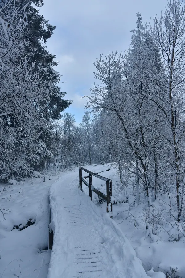 Vue des Hautes Fagnes sous la neige.