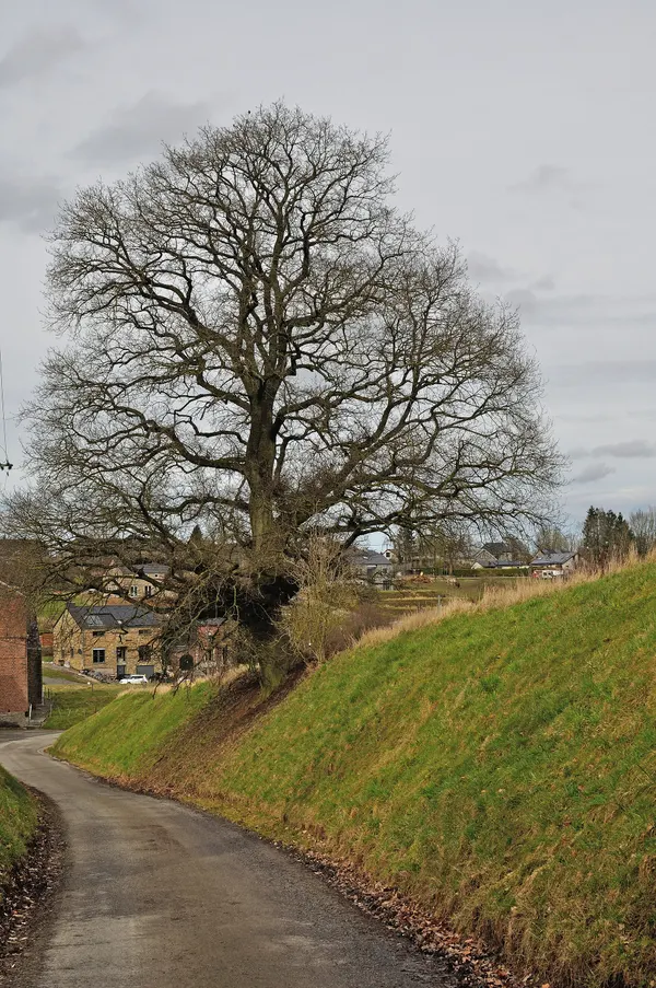 Solitary oak (Quercus robur) in Mont (Comblain-au-Pont).
