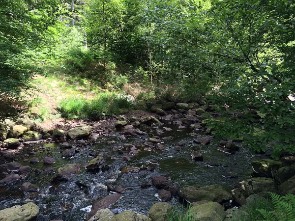 Getzbach, ein belgischer Fluss im Hohen Venn in der Provinz Lüttich in Belgien.