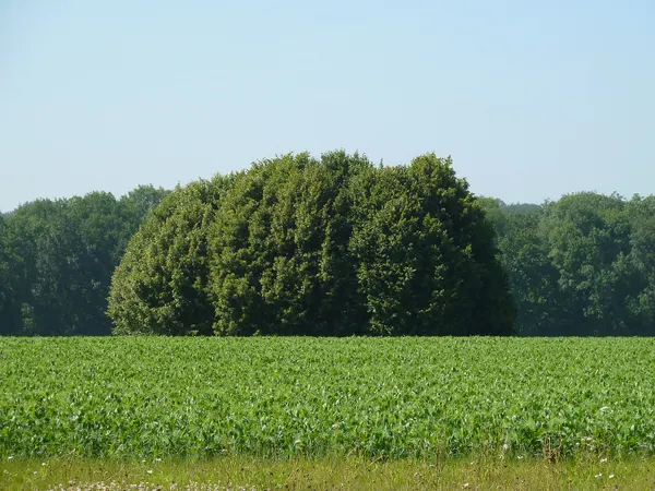 Tumulus de Havelange, Havelange/Clavier, Belgique
