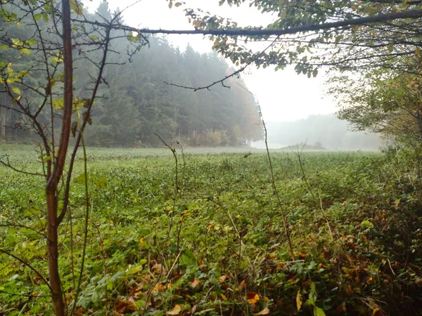 Bois de Clairefontaine, côté luxembourgeois