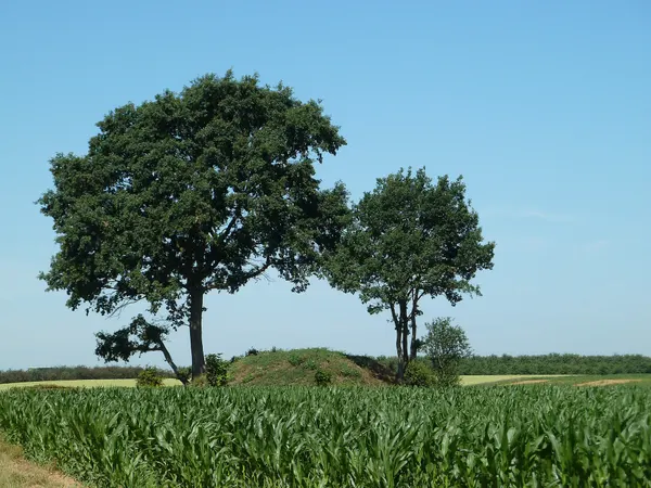 Tumulus de Vechmaal, Vechmaal, Heers, Belgique