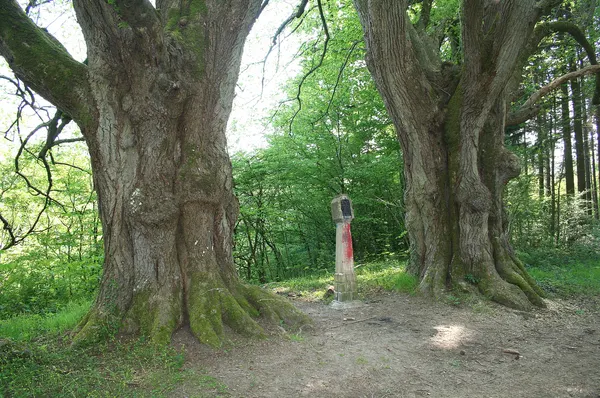 Two Large-leaved Limes (Tilia platyphyllos)