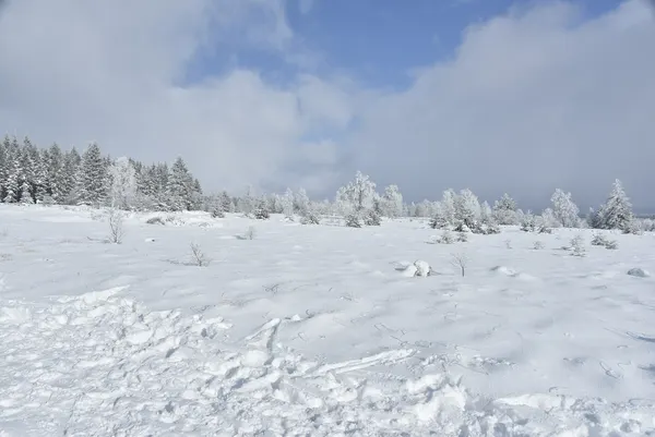 Vue des Hautes Fagnes sous la neige.