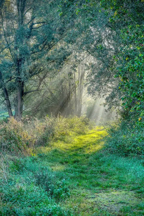 Entrance to Overbroek meadows on a misty morning