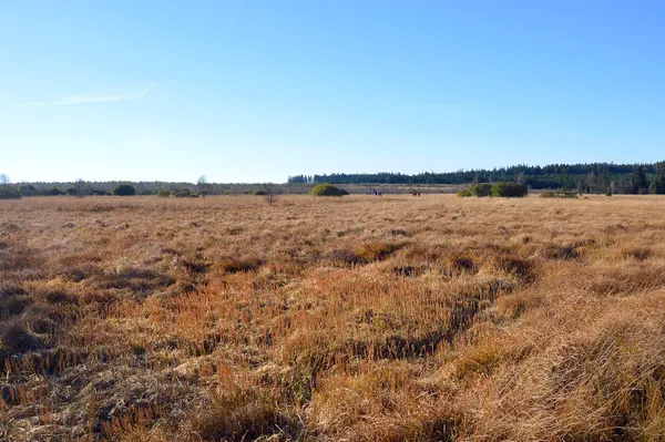 Fagne de la Poleûr in autumn, seen from the east, Waimes and Malmedy, 2021