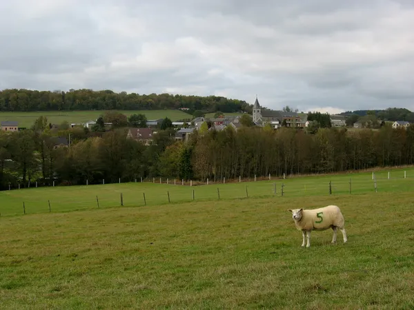 5 points sheep