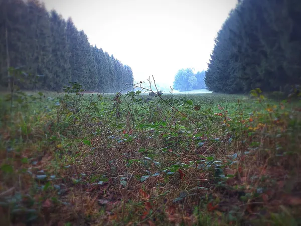 Bois de Clairefontaine, côté luxembourgeois