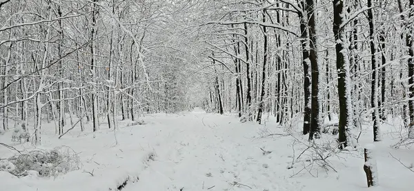 20250104 Waimes; Belgien; Hohes Venn; Snow in Waimes, Fagne Wallonne